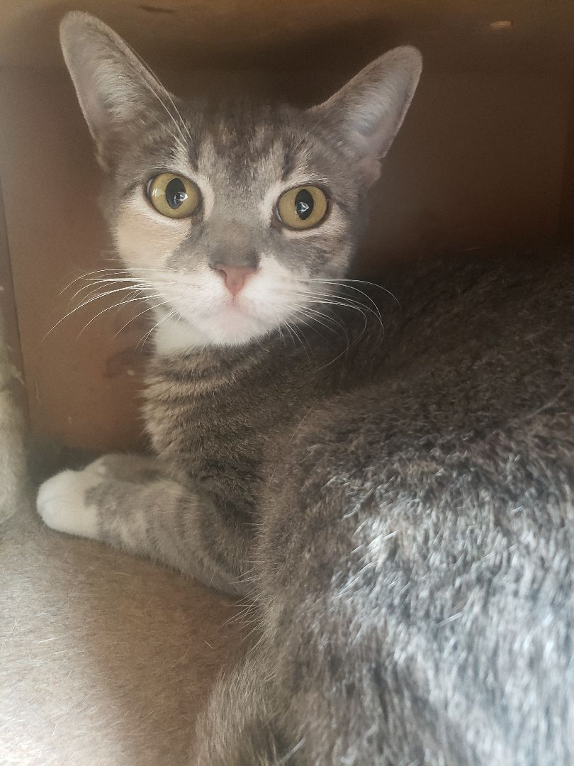 Jenny, Adopted, Young Female Dilute Tortoiseshell & Tabby.