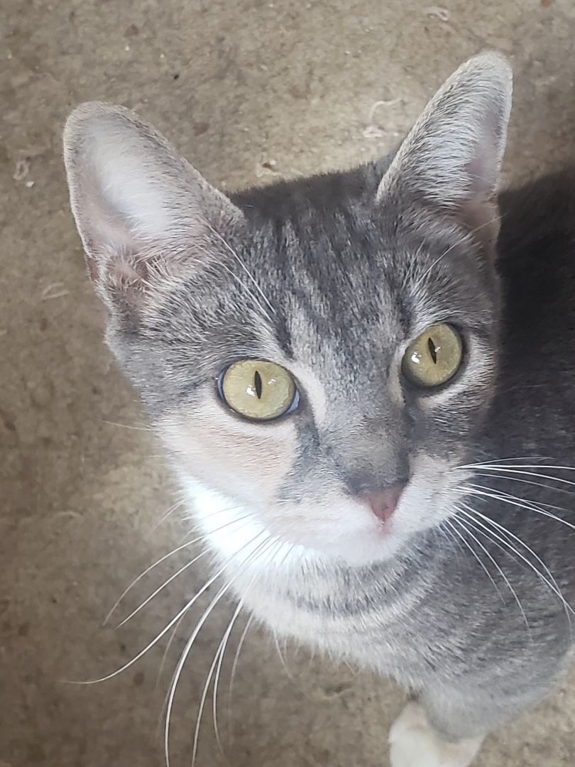 Jenny, a Adopted mixed breed in Houston, TX image 2/19