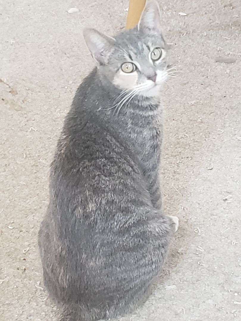 Jenny, a Adopted mixed breed in Houston, TX image 3/19