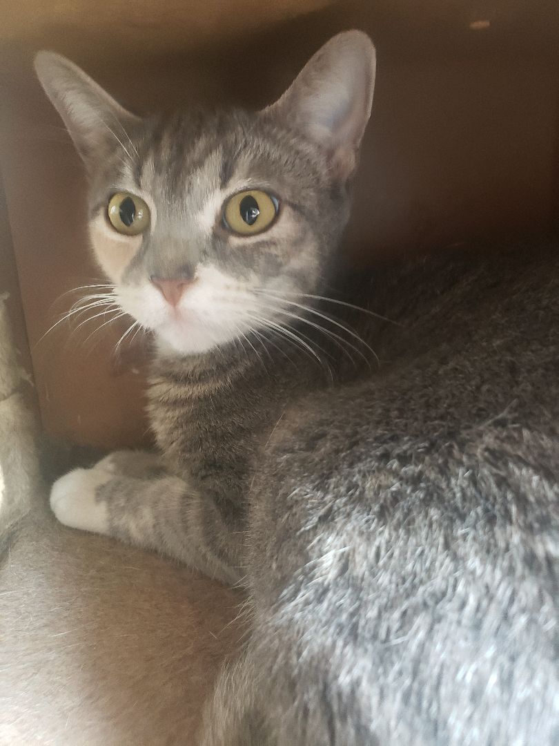 Jenny, a Adopted mixed breed in Houston, TX image 4/19