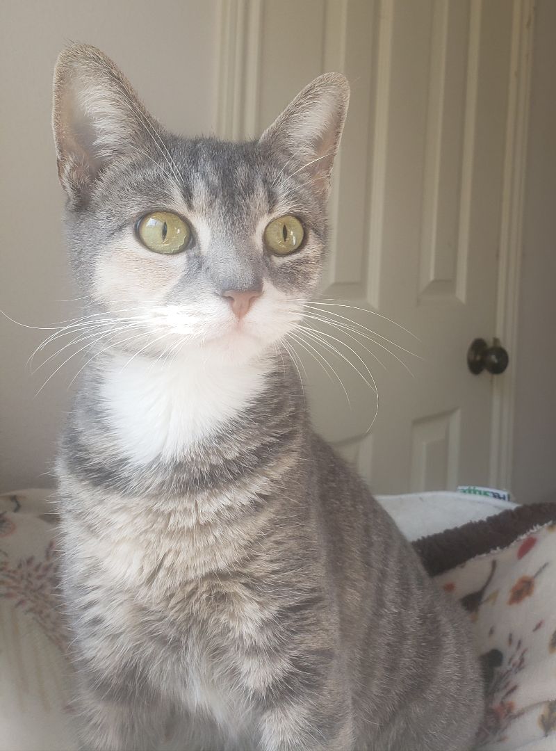 Jenny, a Adopted mixed breed in Houston, TX image 5/19