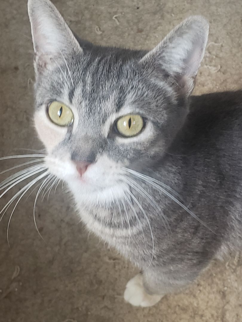 Jenny, a Adopted mixed breed in Houston, TX image 6/19