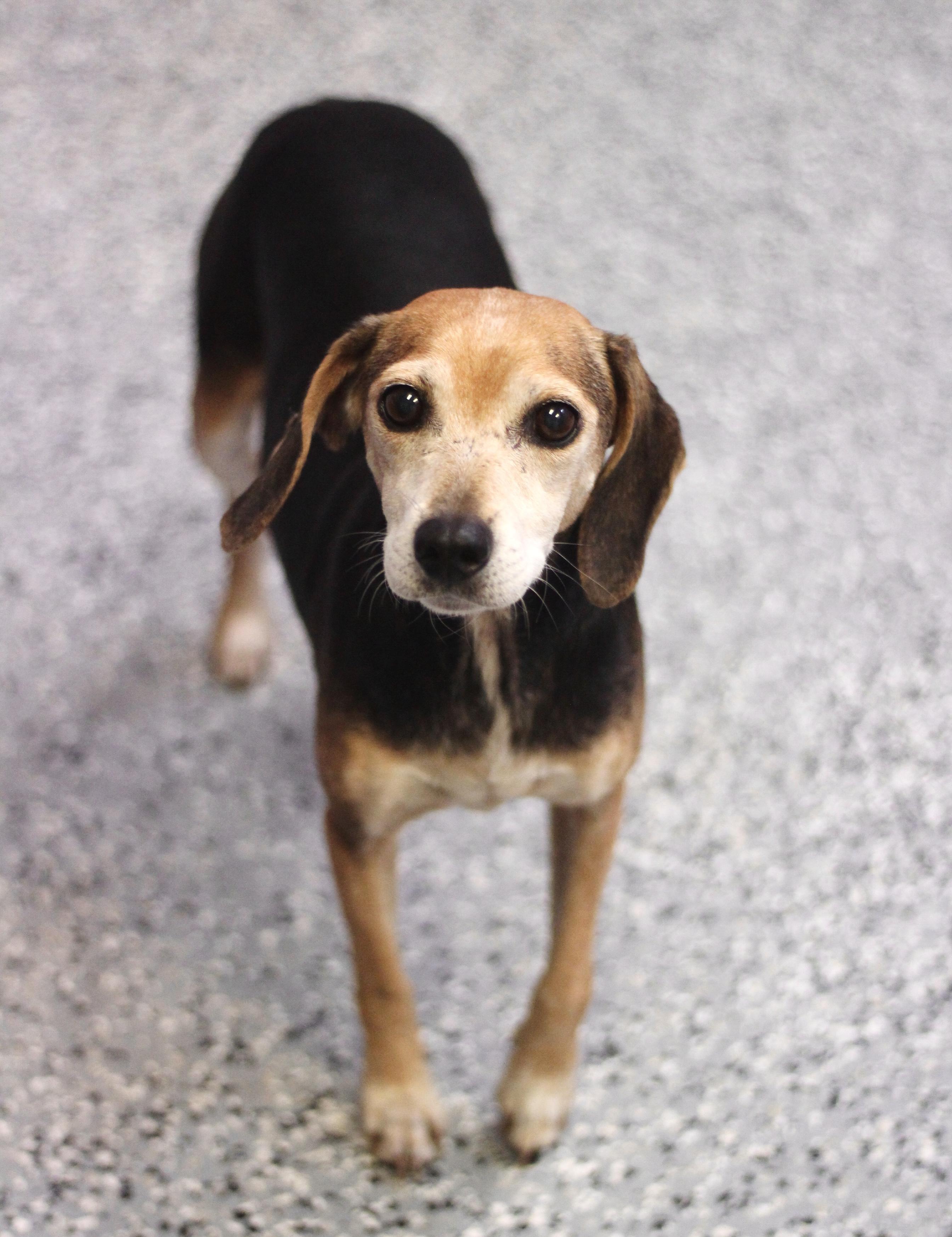 Lorraine in NH! Come Meet our Adoptable Dogs Wednesday-Saturday. More info in Bio!