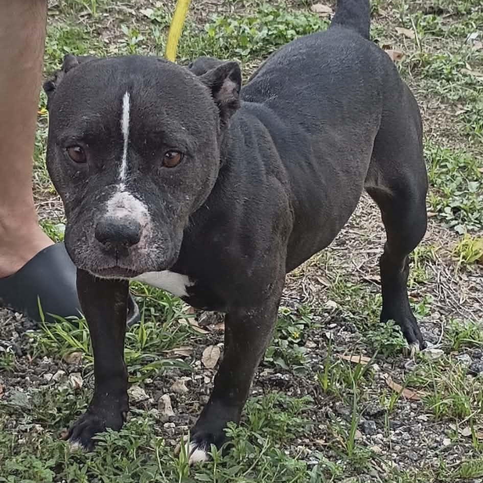 Reyna, a ADOPTABLE mixed breed in Williston, VT image 6/6