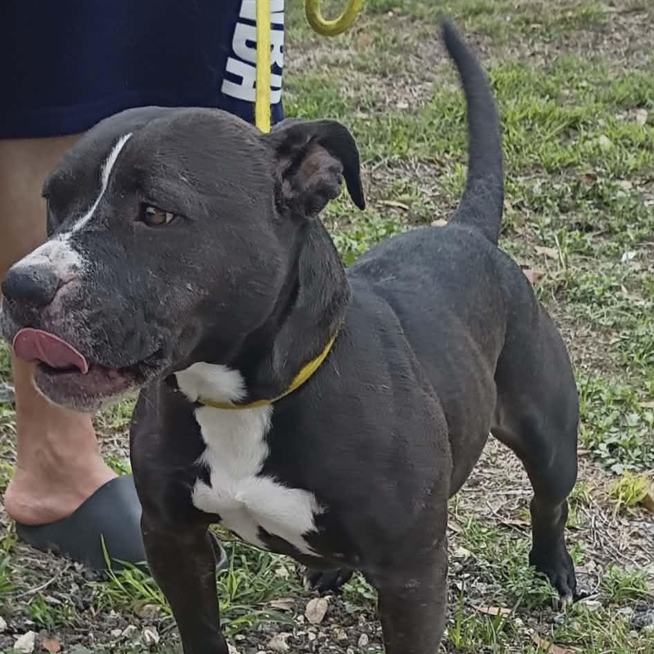 Reyna, a ADOPTABLE mixed breed in Williston, VT image 4/6
