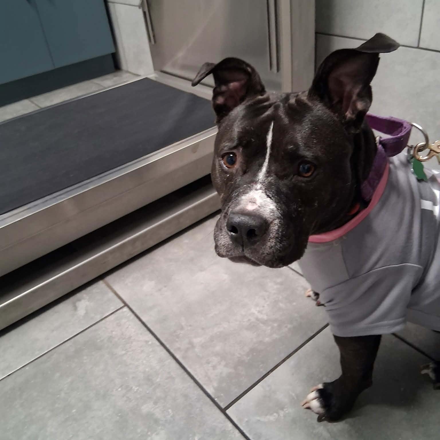 Reyna, ADOPTABLE, Young Female American Staffordshire Terrier.