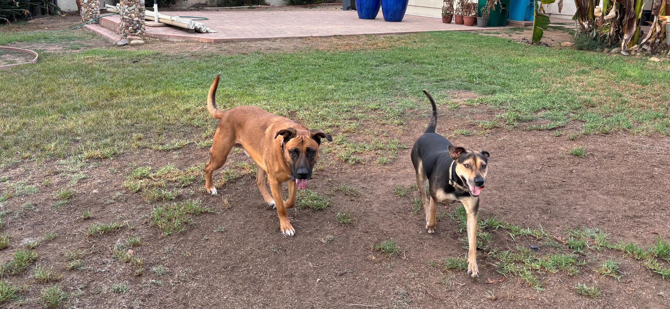 Enlarge Elvis, a Adoptable mixed breed in Oceanside, CA image 3/5