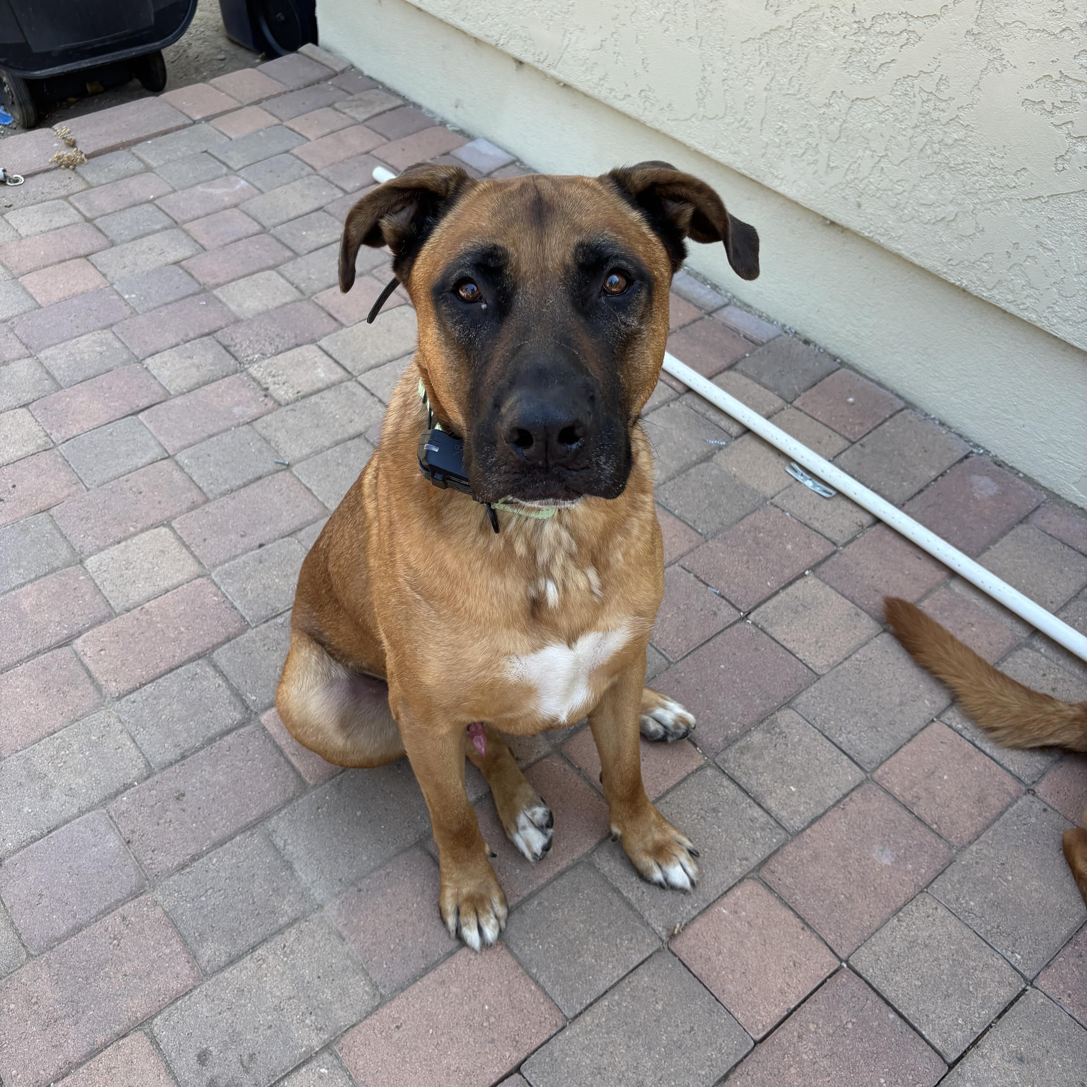 Elvis, Adoptable, Adult Male Shepherd.