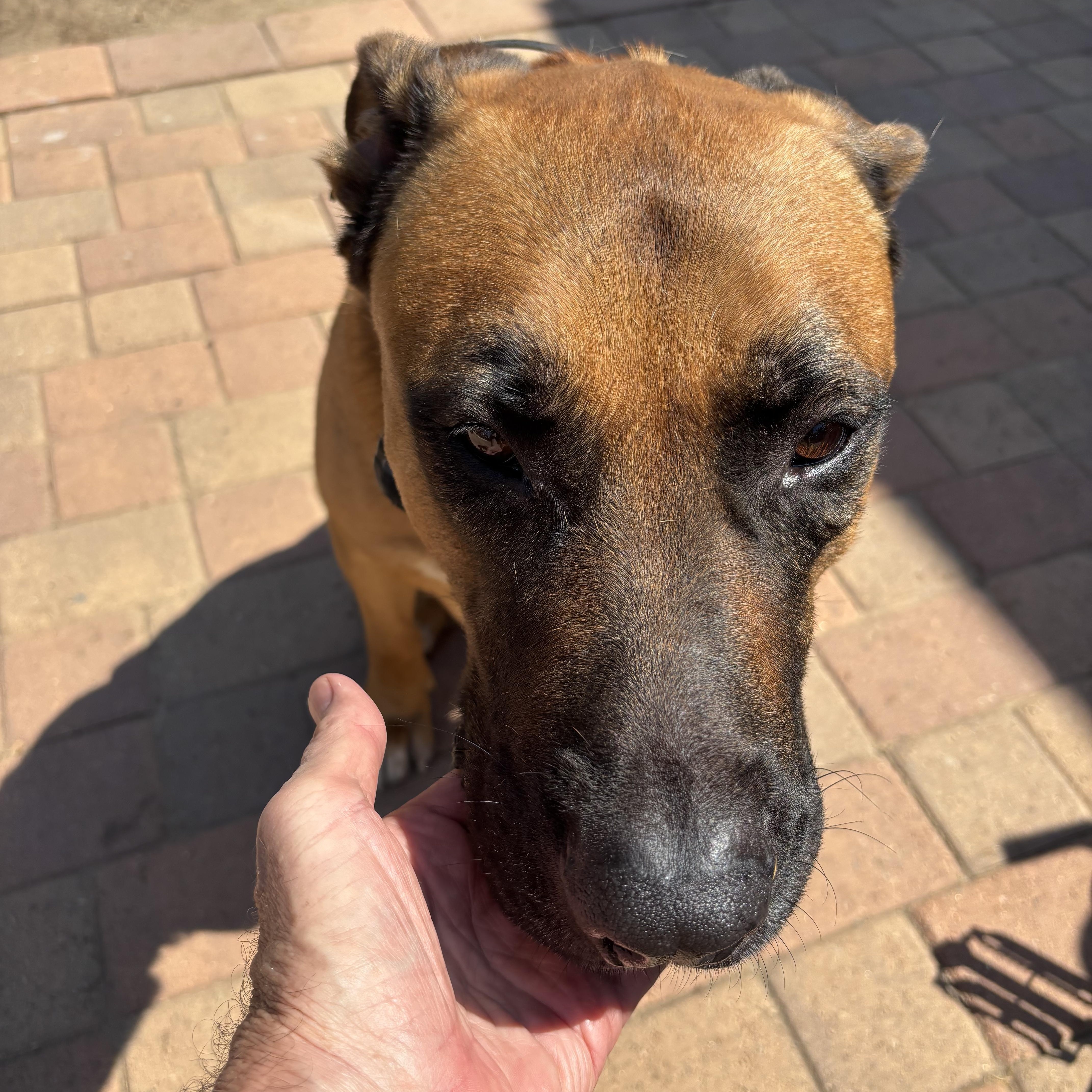 Enlarge Elvis, a Adoptable mixed breed in Oceanside, CA image 2/5