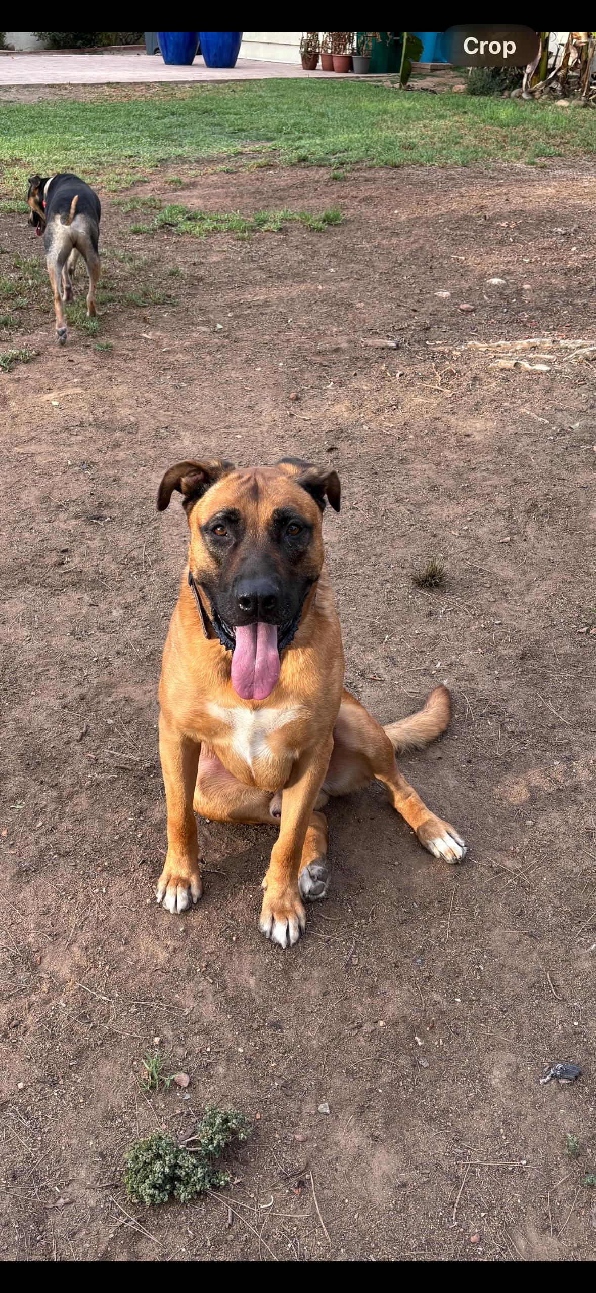 Enlarge Elvis, a Adoptable mixed breed in Oceanside, CA image 4/5
