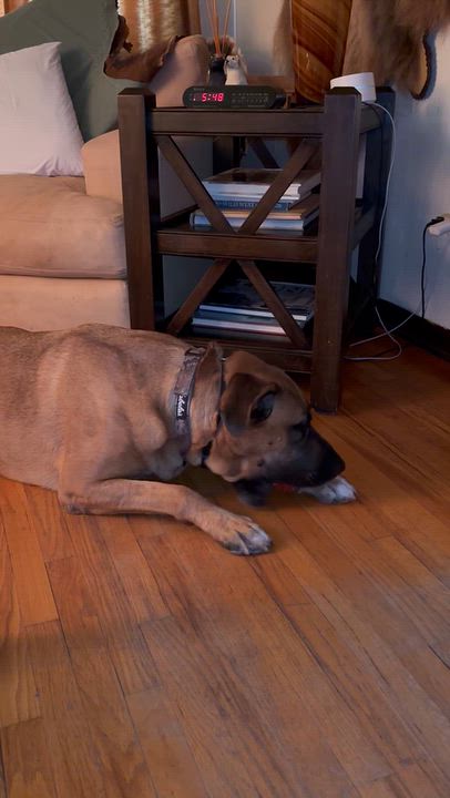 Enlarge Elvis, a Adoptable mixed breed in Oceanside, CA video 5/5
