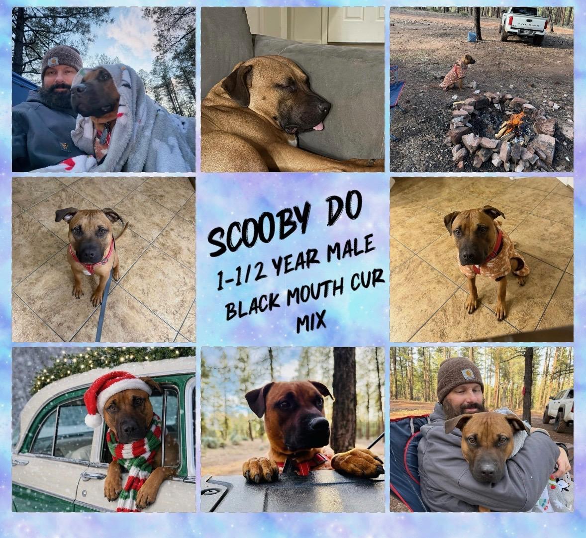 Enlarge SCOOBY DO – 1-1/2 YEAR BLACK MOUTH CUR MIX MALE , a ADOPTABLE Black Mouth Cur in Mesa, AZ image 1/1
