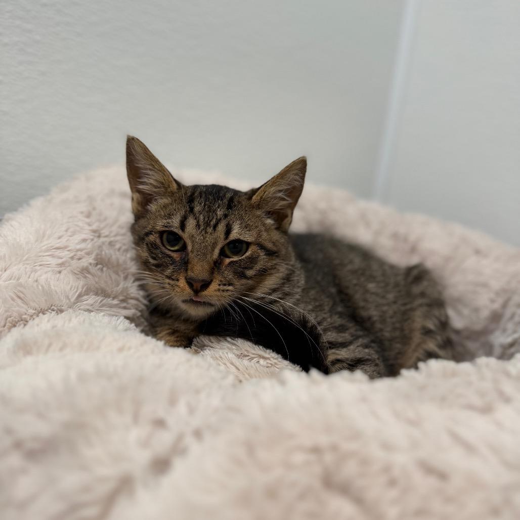 Enlarge Maurice, a Adoptable Domestic Short Hair in Medford, NJ image 1/1