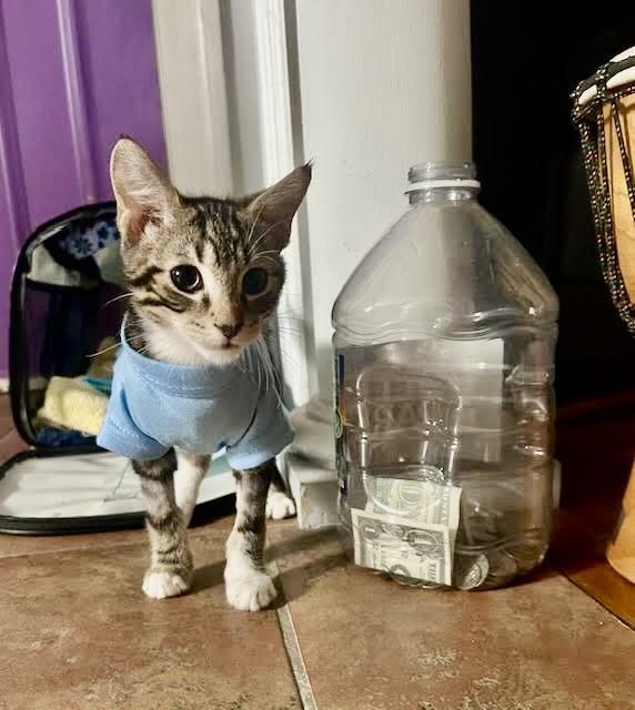 Reese, ADOPTABLE, Kitten Male Tabby.