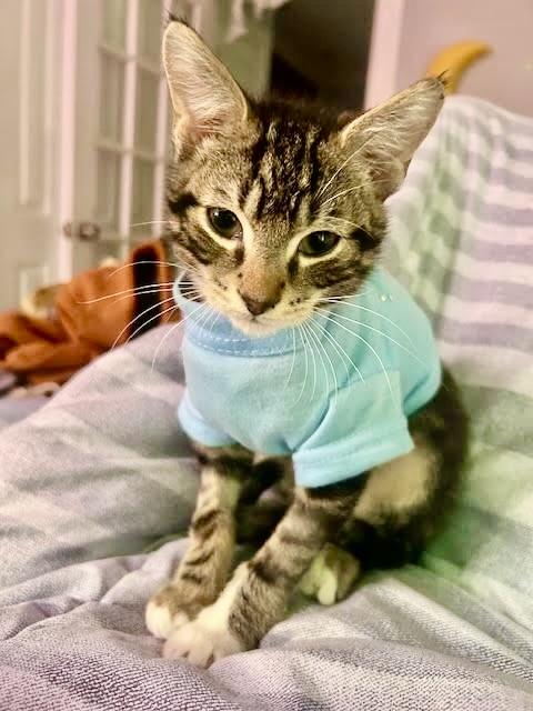 Enlarge Reese, a ADOPTABLE Tabby in New York, NY image 2/6