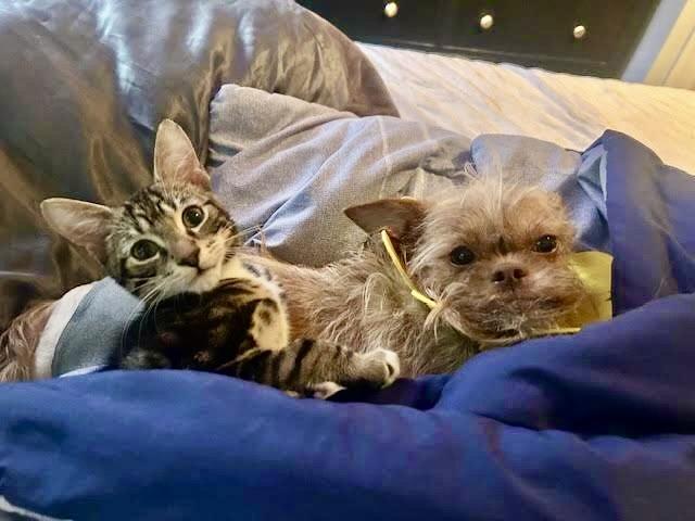 Enlarge Reese, a ADOPTABLE Tabby in New York, NY image 4/6