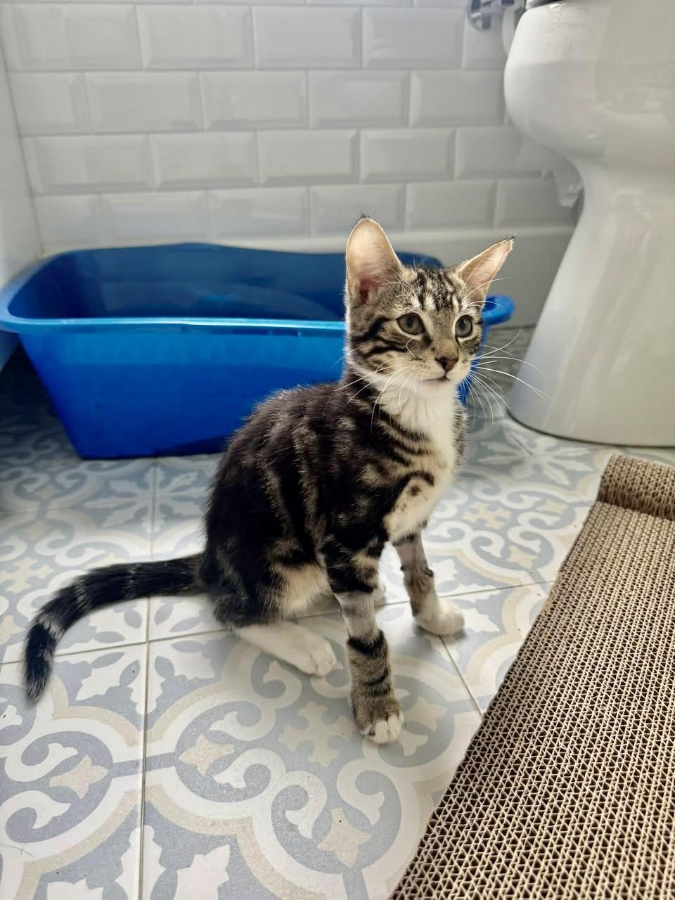 Enlarge Reese, a ADOPTABLE Tabby in New York, NY image 5/6