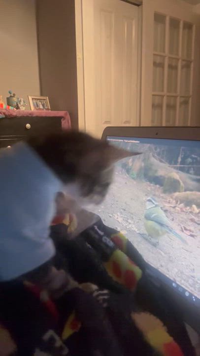 Enlarge Reese, a ADOPTABLE Tabby in New York, NY video 6/6