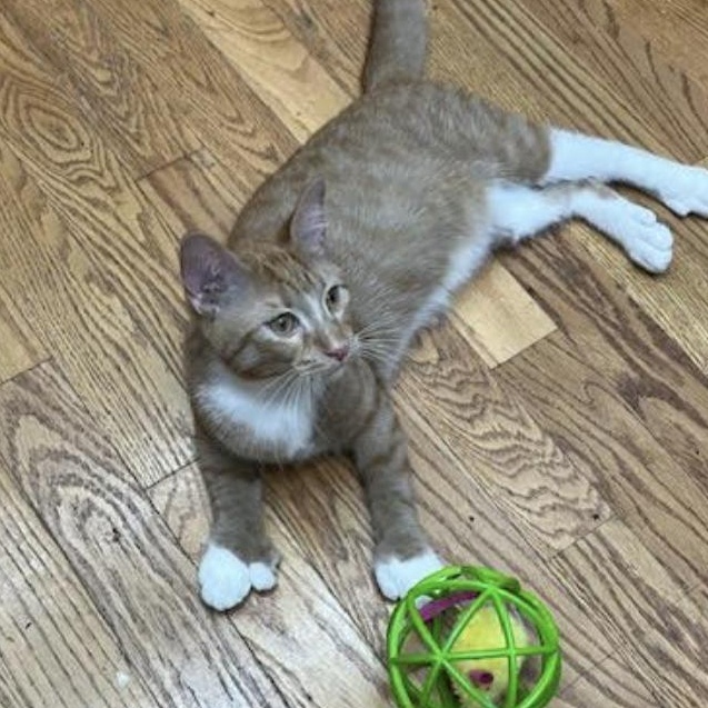 Benny and Gemma, a Adoptable mixed breed in Monticello, MN image 2/4