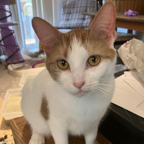 Benny and Gemma, a Adoptable mixed breed in Monticello, MN image 4/4