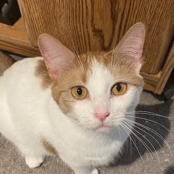 Benny and Gemma, a Adoptable mixed breed in Monticello, MN image 3/4