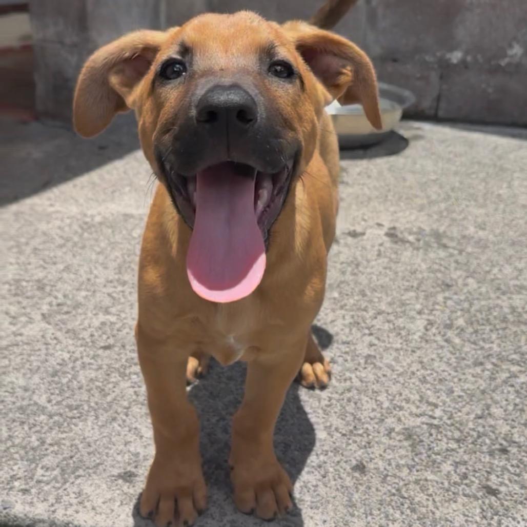 Brewery Litter: Ola, Adoptable, Puppy Male Mixed Breed.