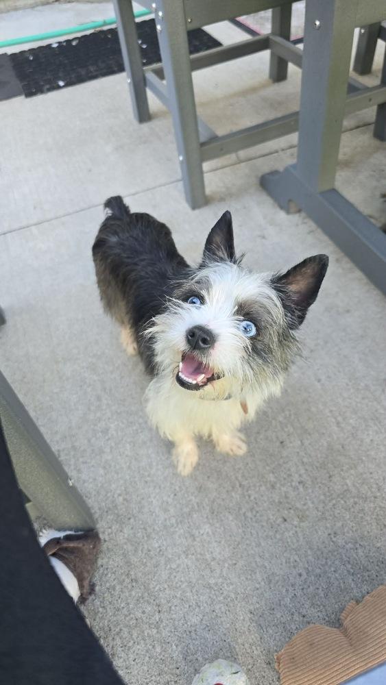 Sparkle, Adoptable, Adult Female Terrier.