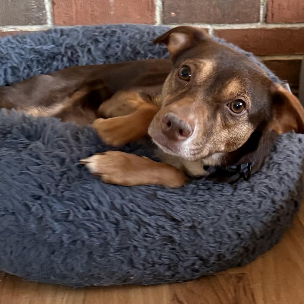 Cindy Lou Who, Adoptable, Adult Female Miniature Pinscher.