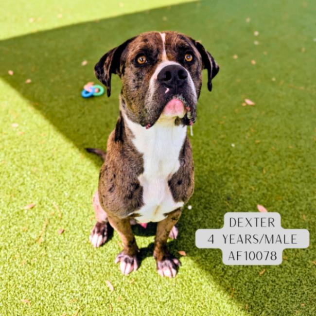 Dexter, Adoptable, Adult Male Pit Bull Terrier.