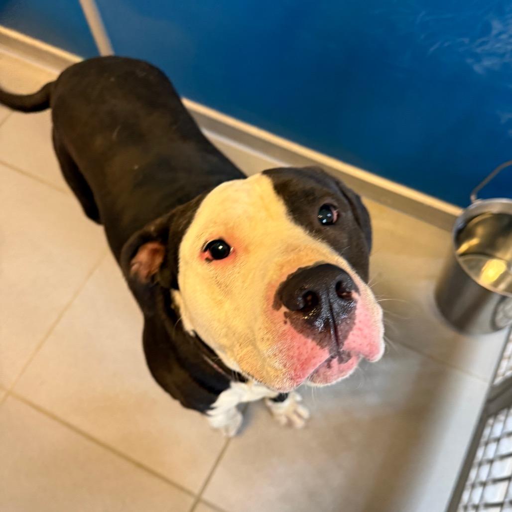 Enlarge Degenerate Dan, a ADOPTABLE mixed breed in Hays, KS image 3/4
