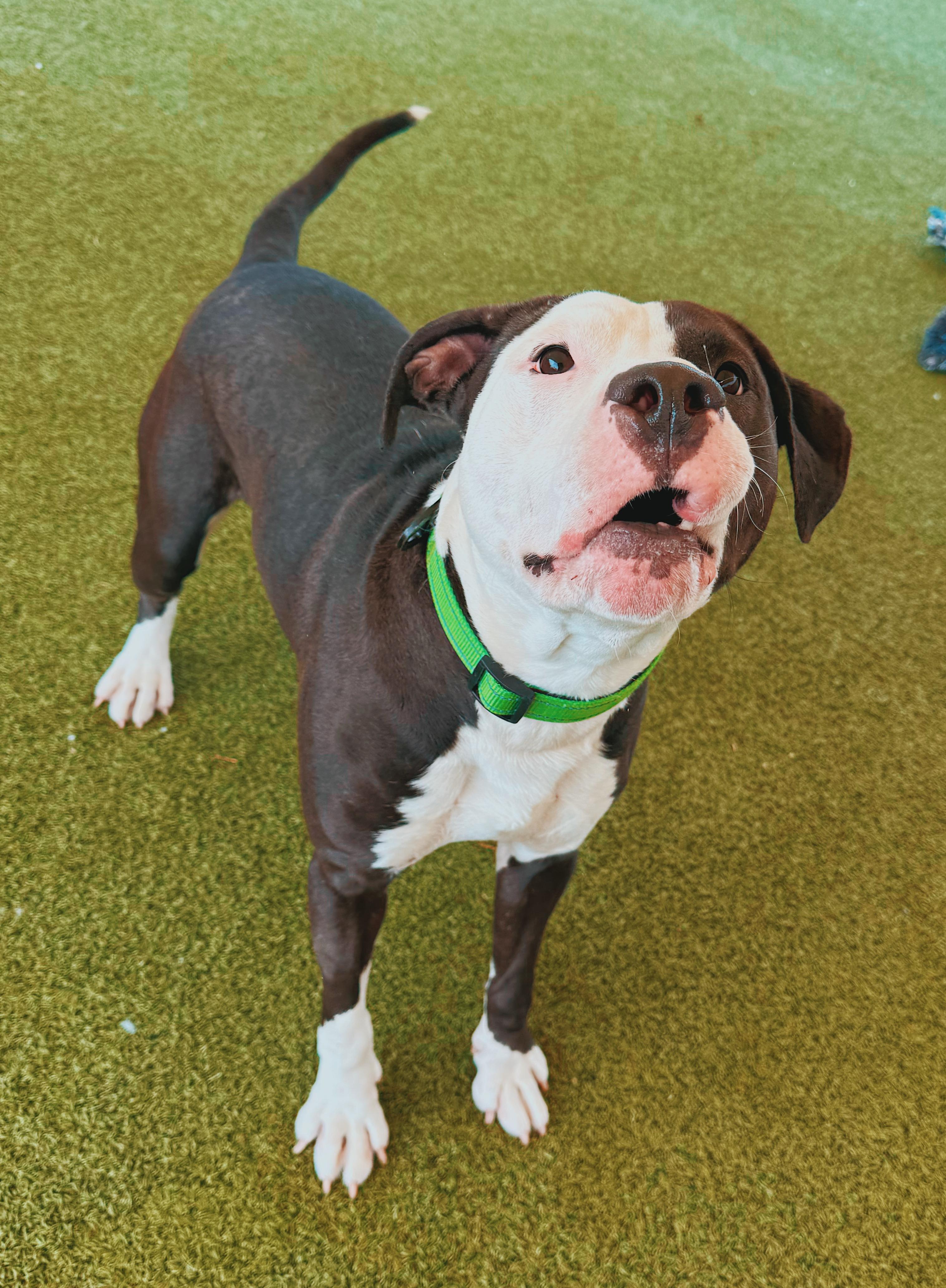 Degenerate Dan, a ADOPTABLE mixed breed in Hays, KS image 6/6