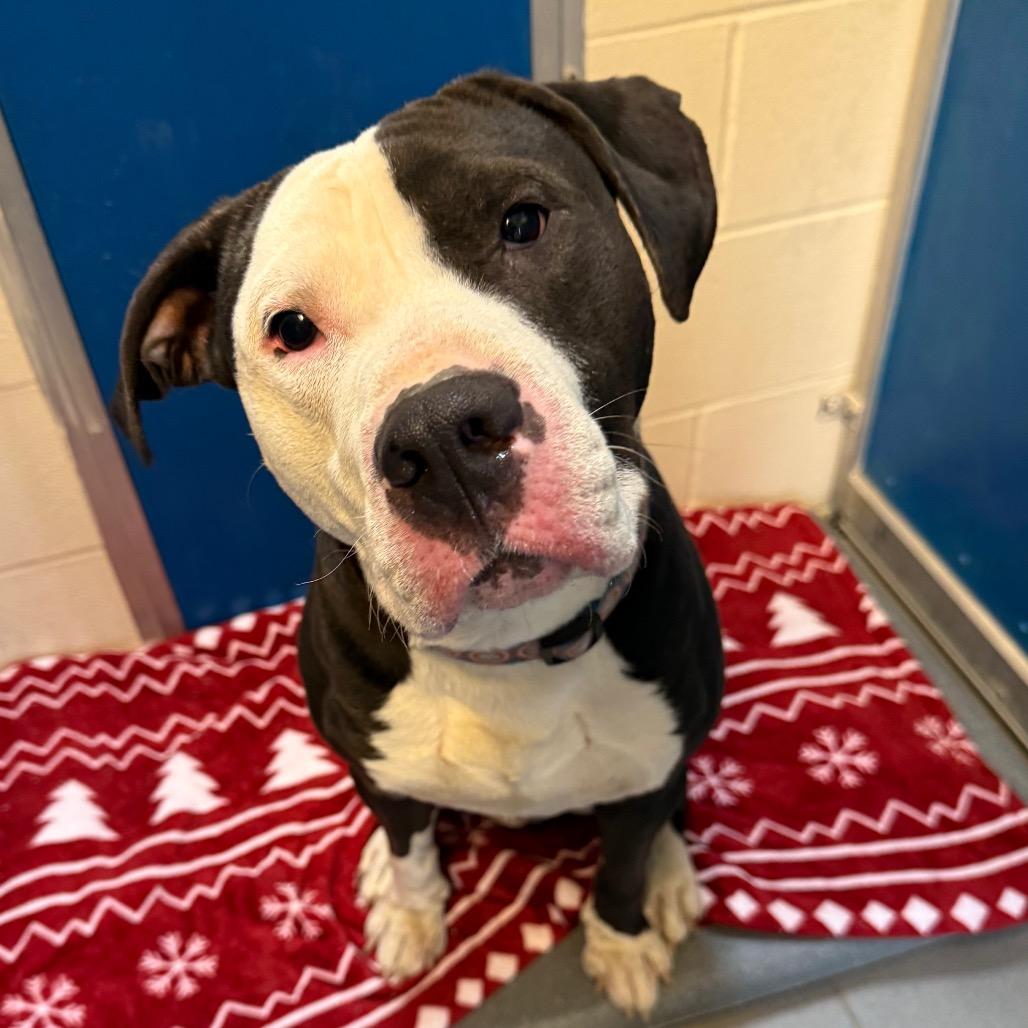 Enlarge Degenerate Dan, a ADOPTABLE mixed breed in Hays, KS image 1/4