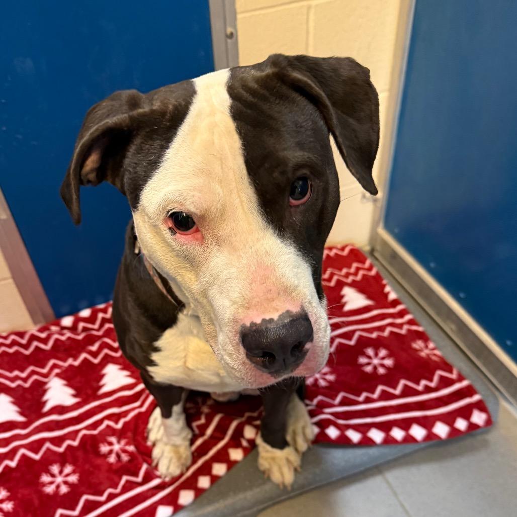 Enlarge Degenerate Dan, a ADOPTABLE mixed breed in Hays, KS image 4/4