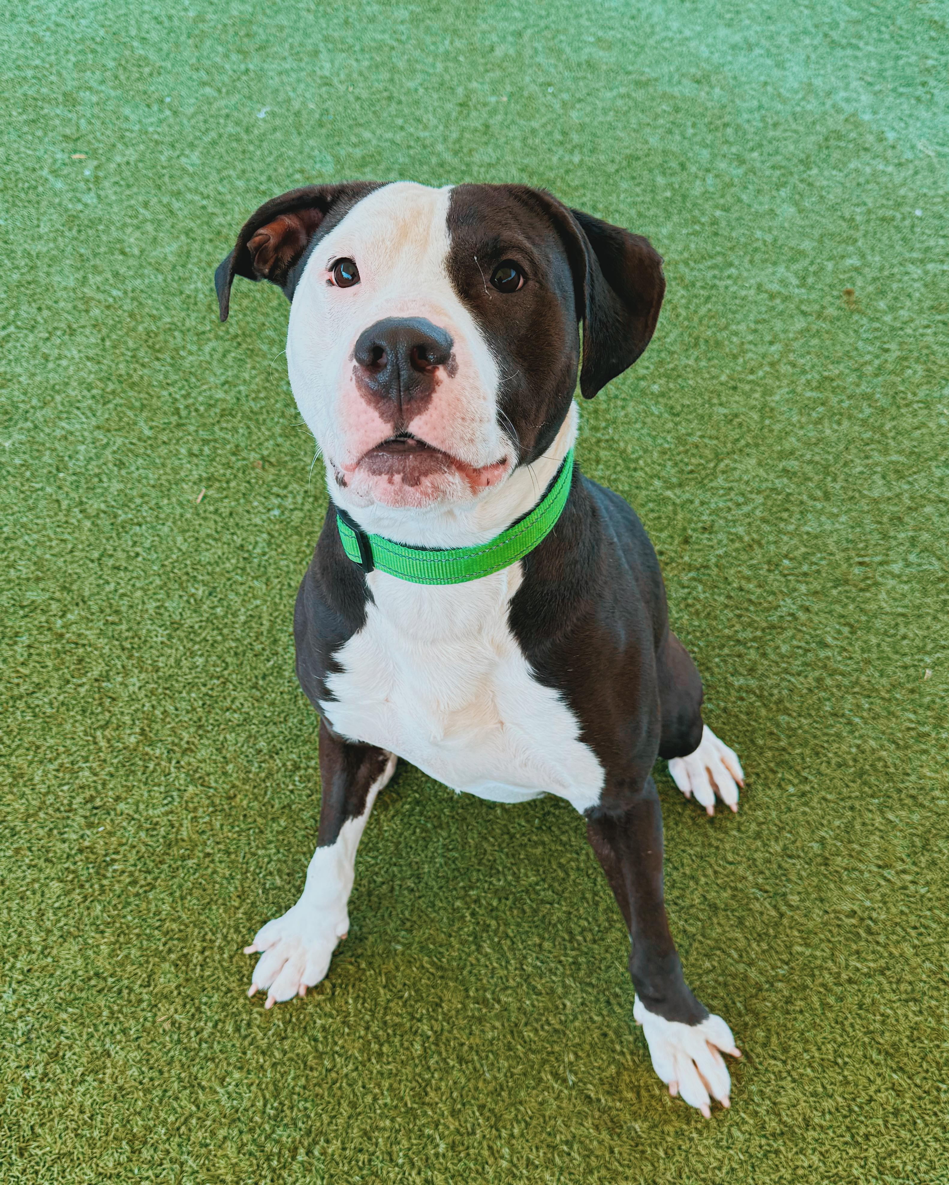 Degenerate Dan, ADOPTABLE, Adult Male Pit Bull Terrier.