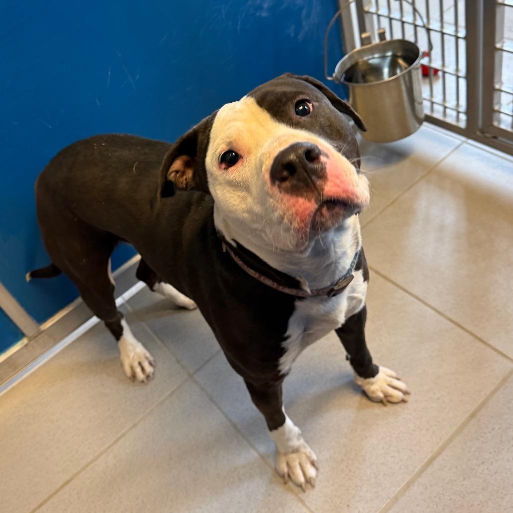 Enlarge Degenerate Dan, a ADOPTABLE mixed breed in Hays, KS image 2/4