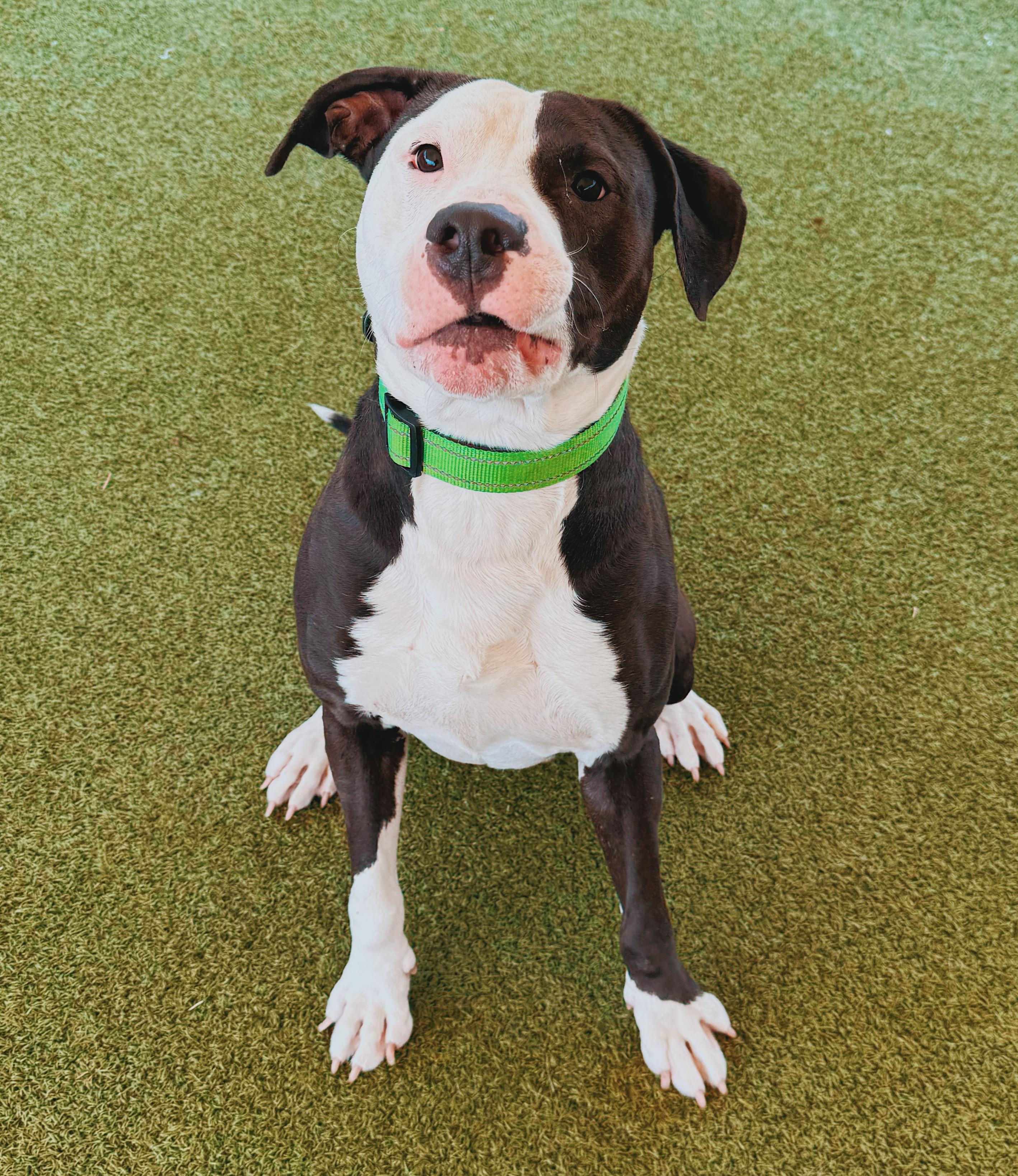 Degenerate Dan, a ADOPTABLE mixed breed in Hays, KS image 3/6