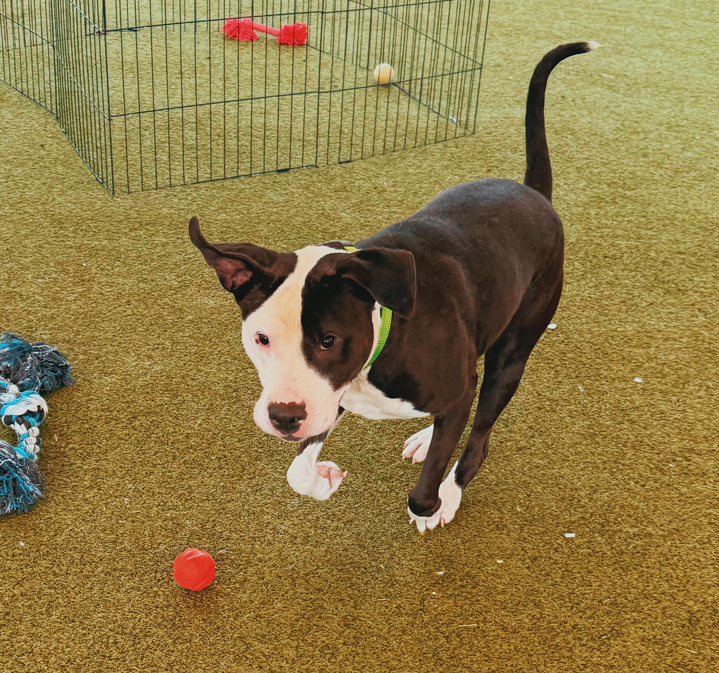 Degenerate Dan, a ADOPTABLE mixed breed in Hays, KS image 2/6