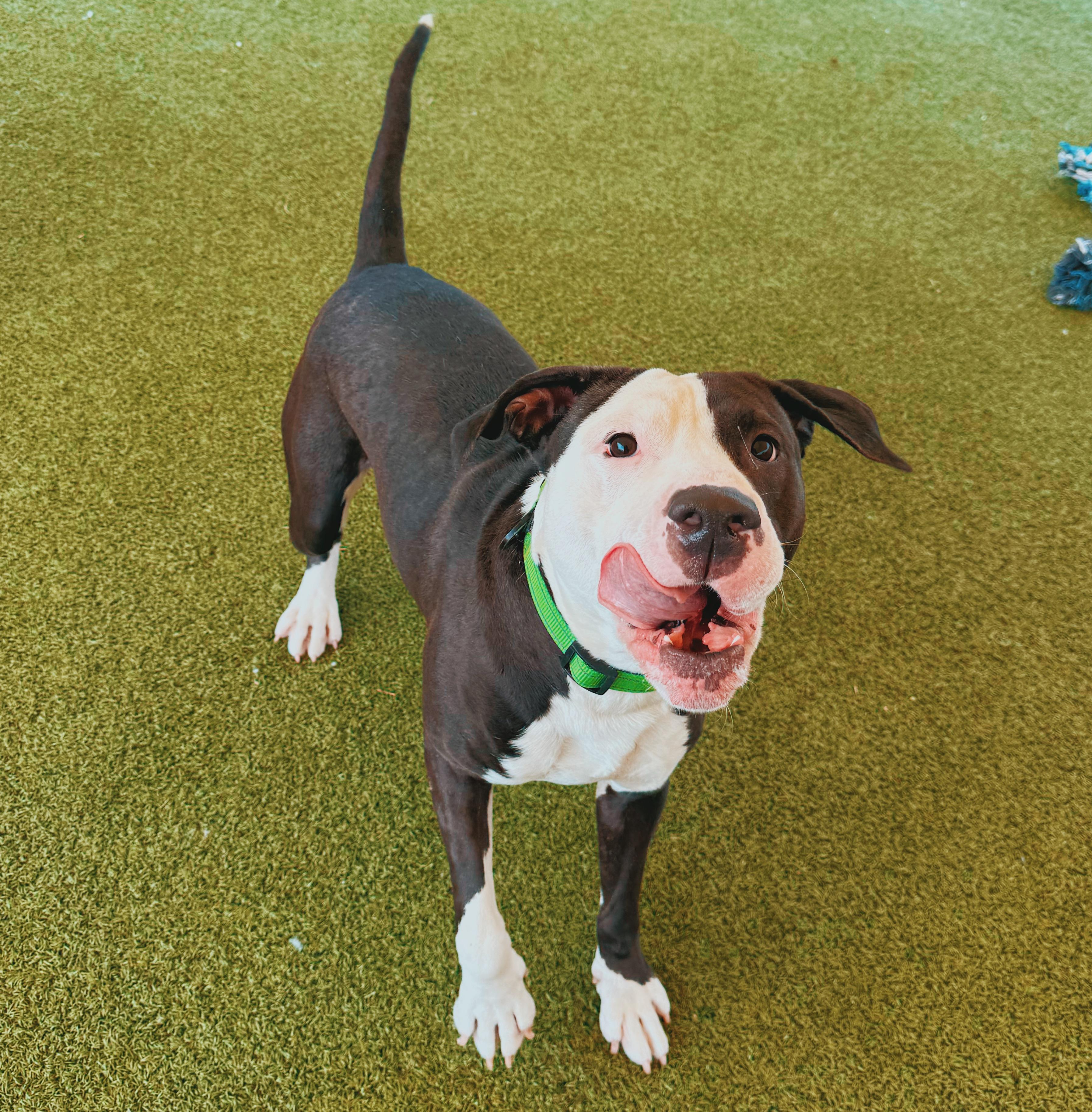 Degenerate Dan, a ADOPTABLE mixed breed in Hays, KS image 4/6