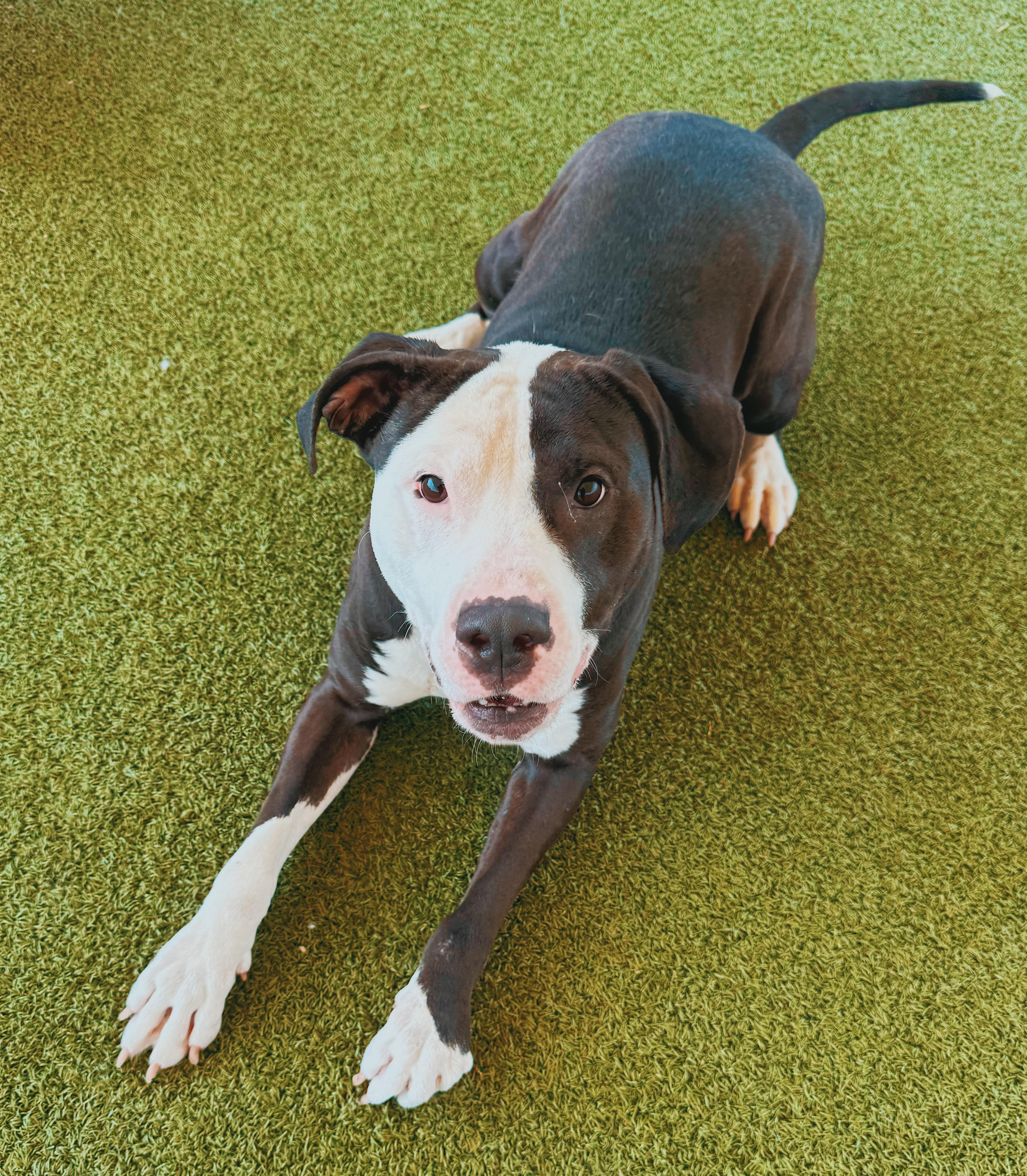 Degenerate Dan, a ADOPTABLE mixed breed in Hays, KS image 5/6