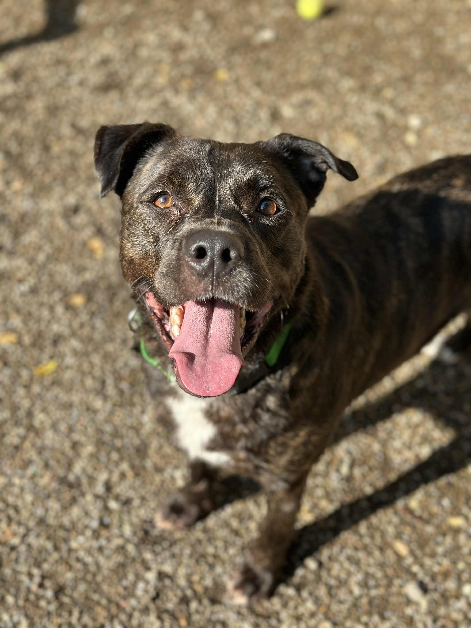 Tyson photo 3