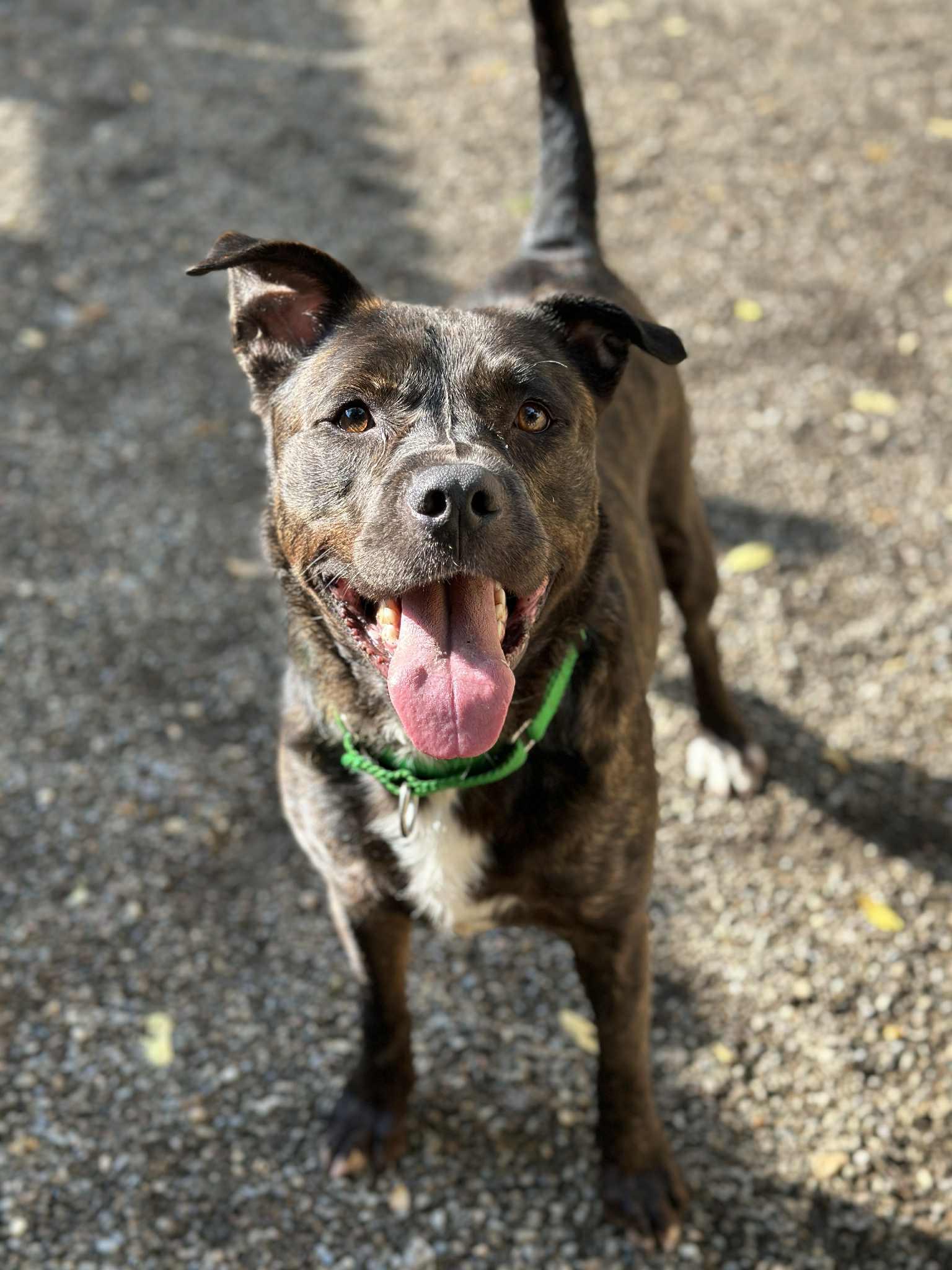 Tyson photo 4