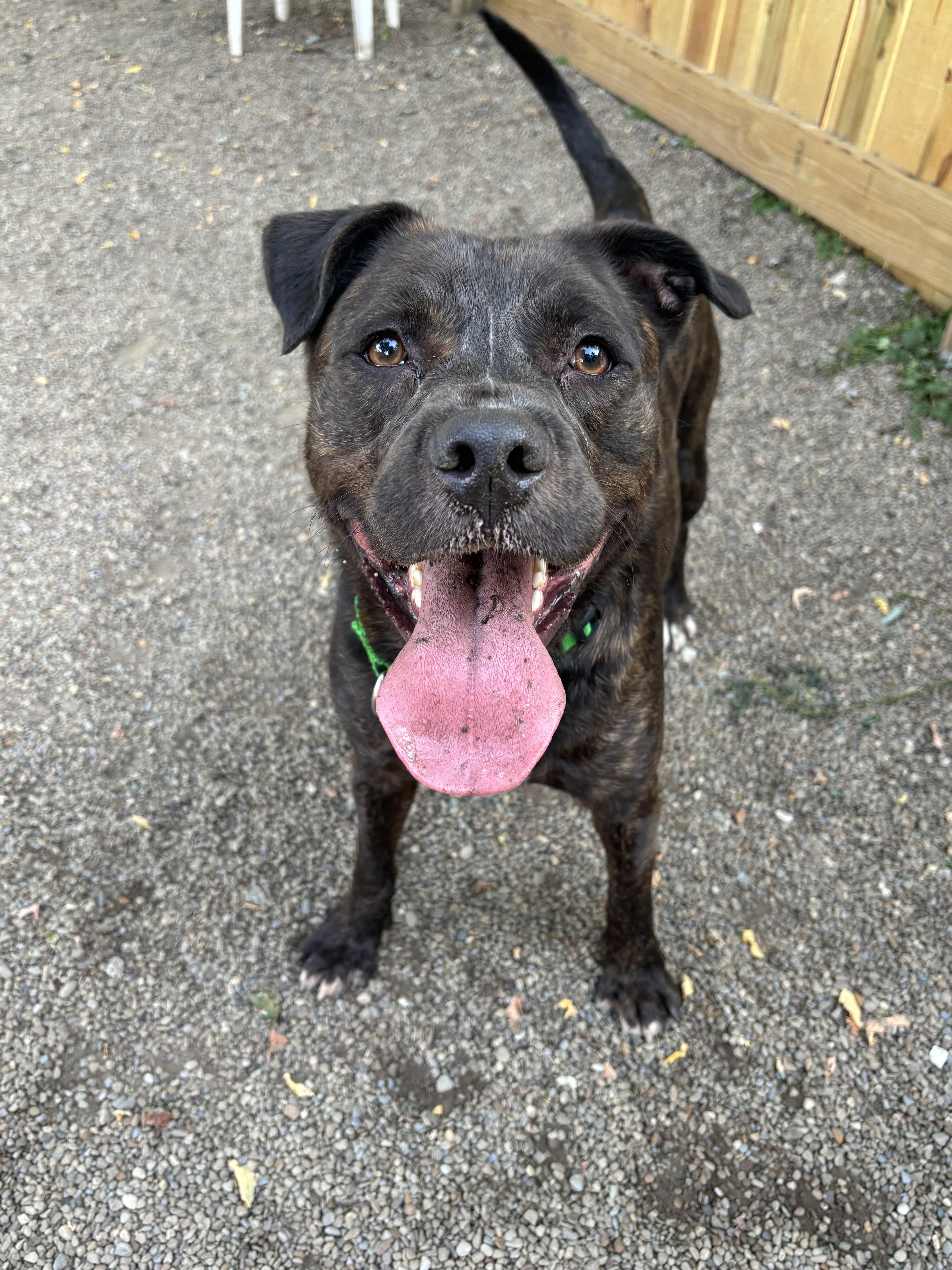 Tyson photo 2