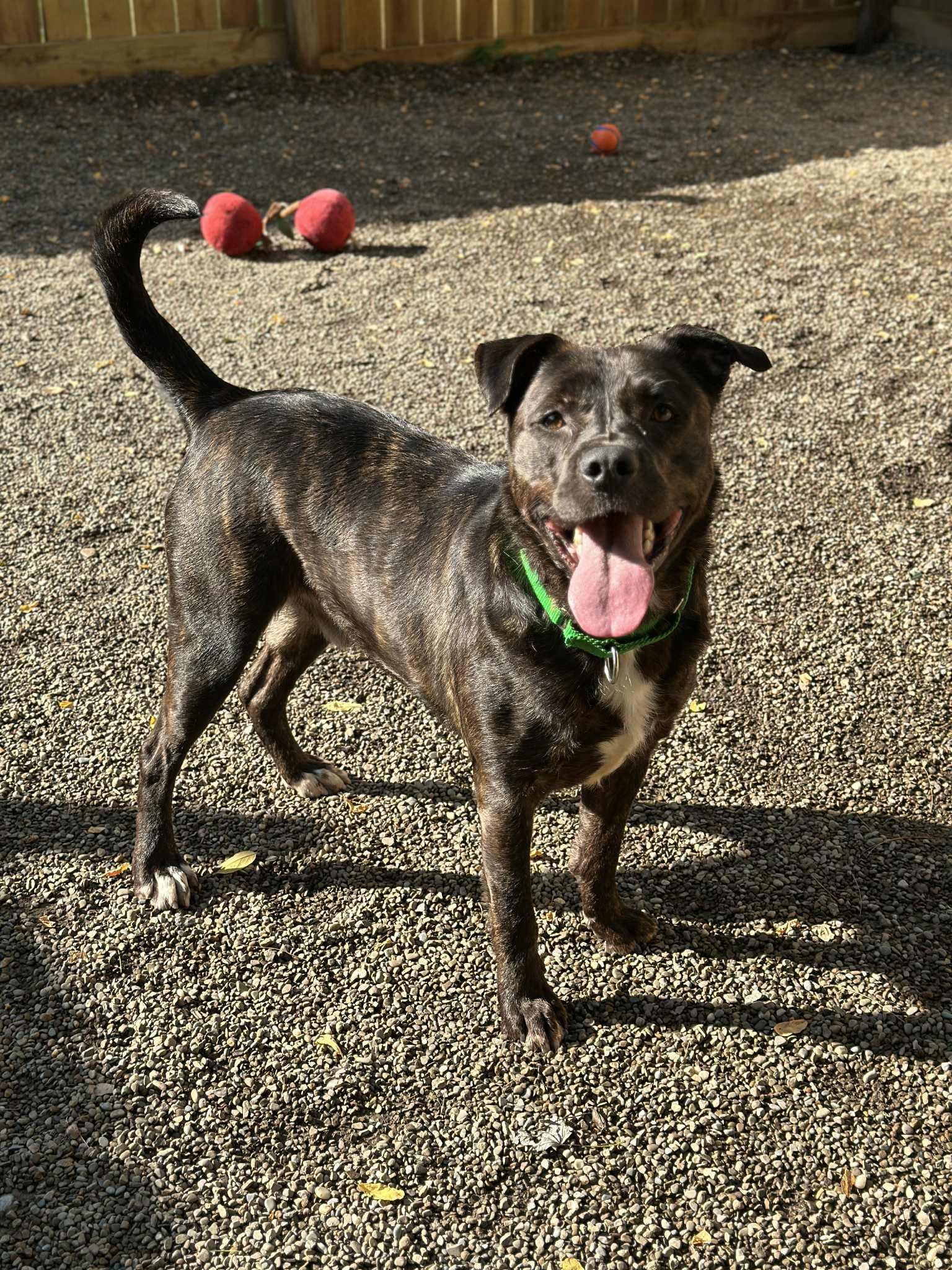 Tyson photo 5