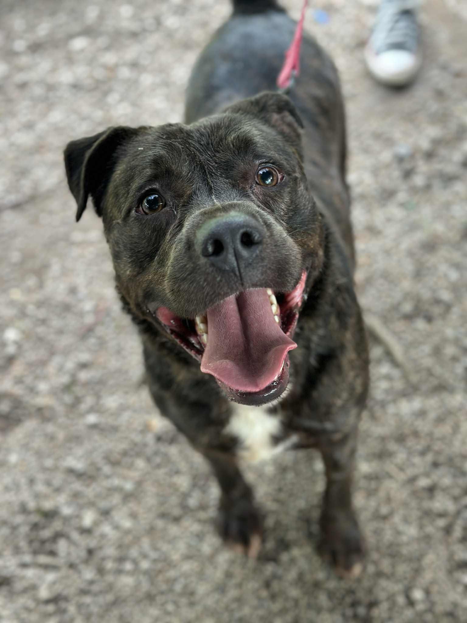 Tyson photo 6