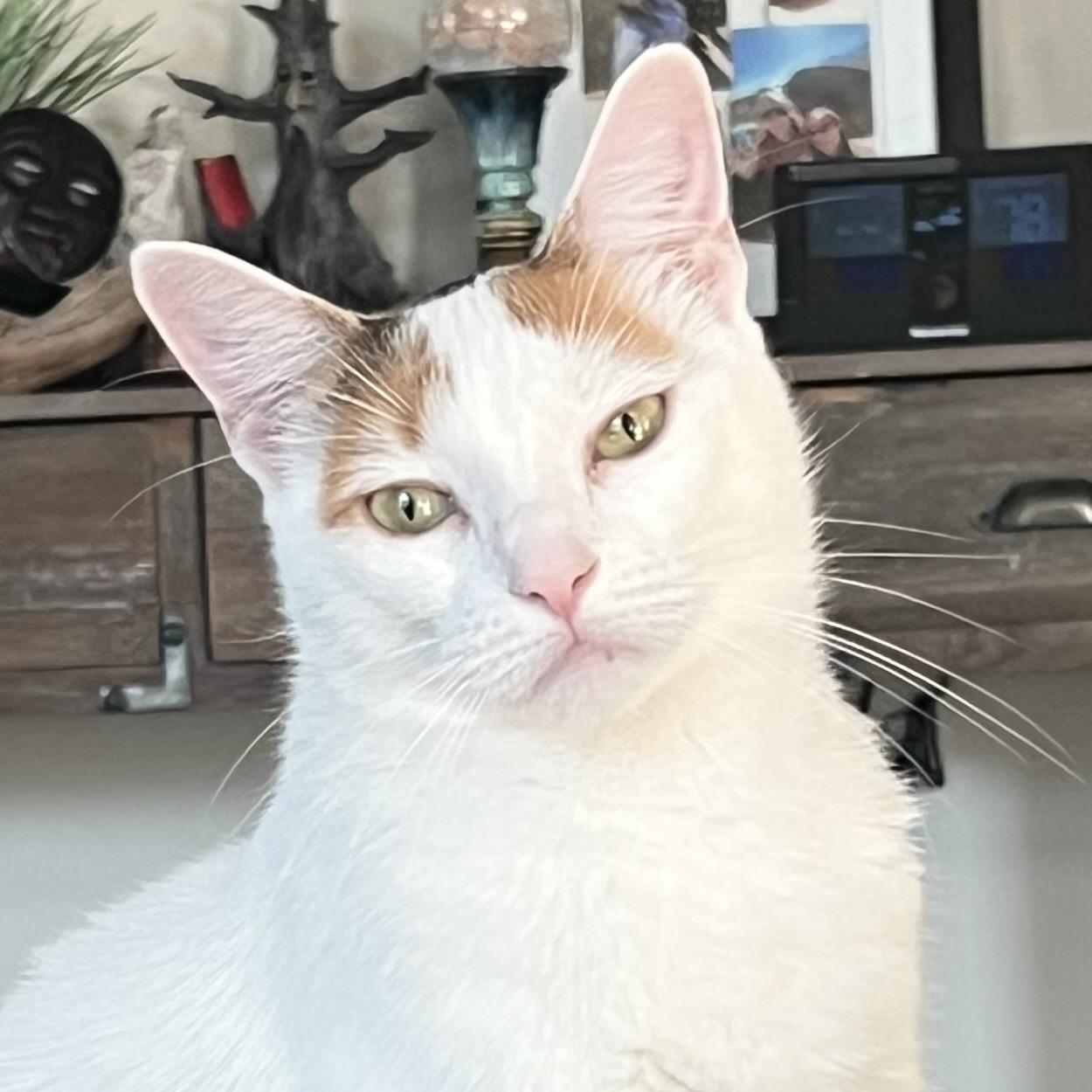 Enlarge Queen Marie Antoinette, a Adoptable mixed breed in Boise, ID image 3/6