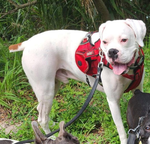Enlarge Pablo F26-020, a Adoptable Boxer in Crestview, FL image 1/3