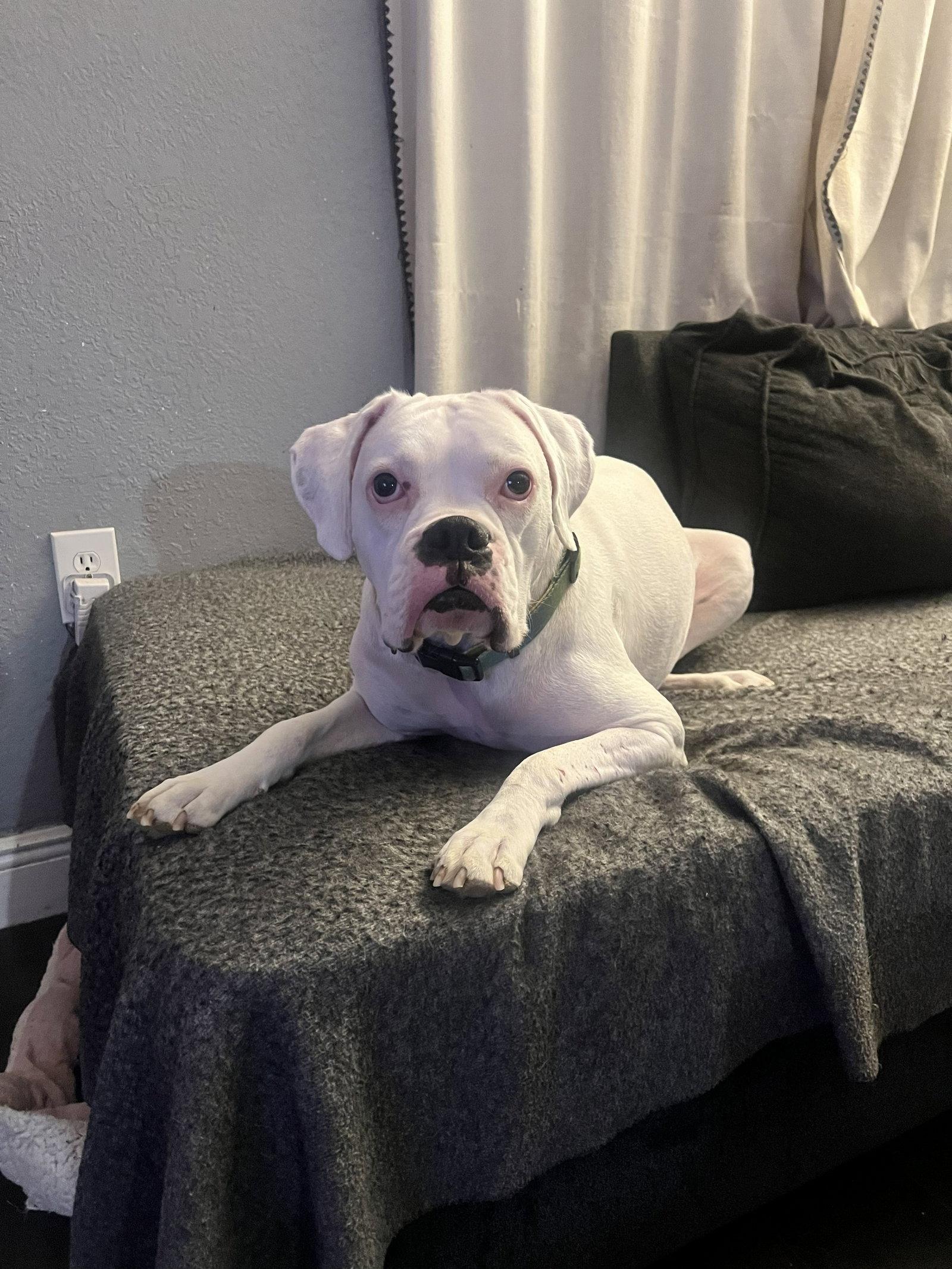 Enlarge Pablo F26-020, a Adoptable Boxer in Crestview, FL image 3/3