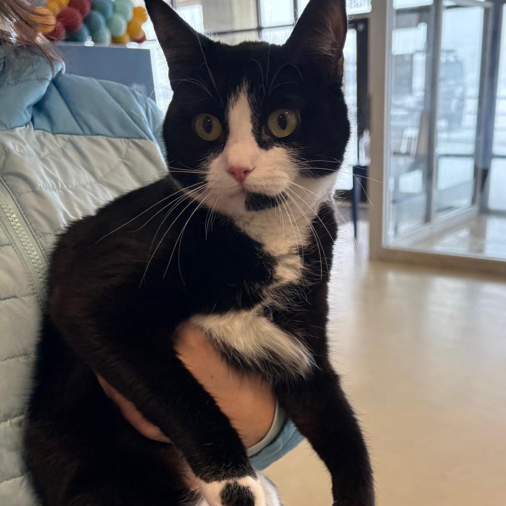 Enlarge Pluto, a Adoptable Domestic Short Hair in Park City, UT image 2/2