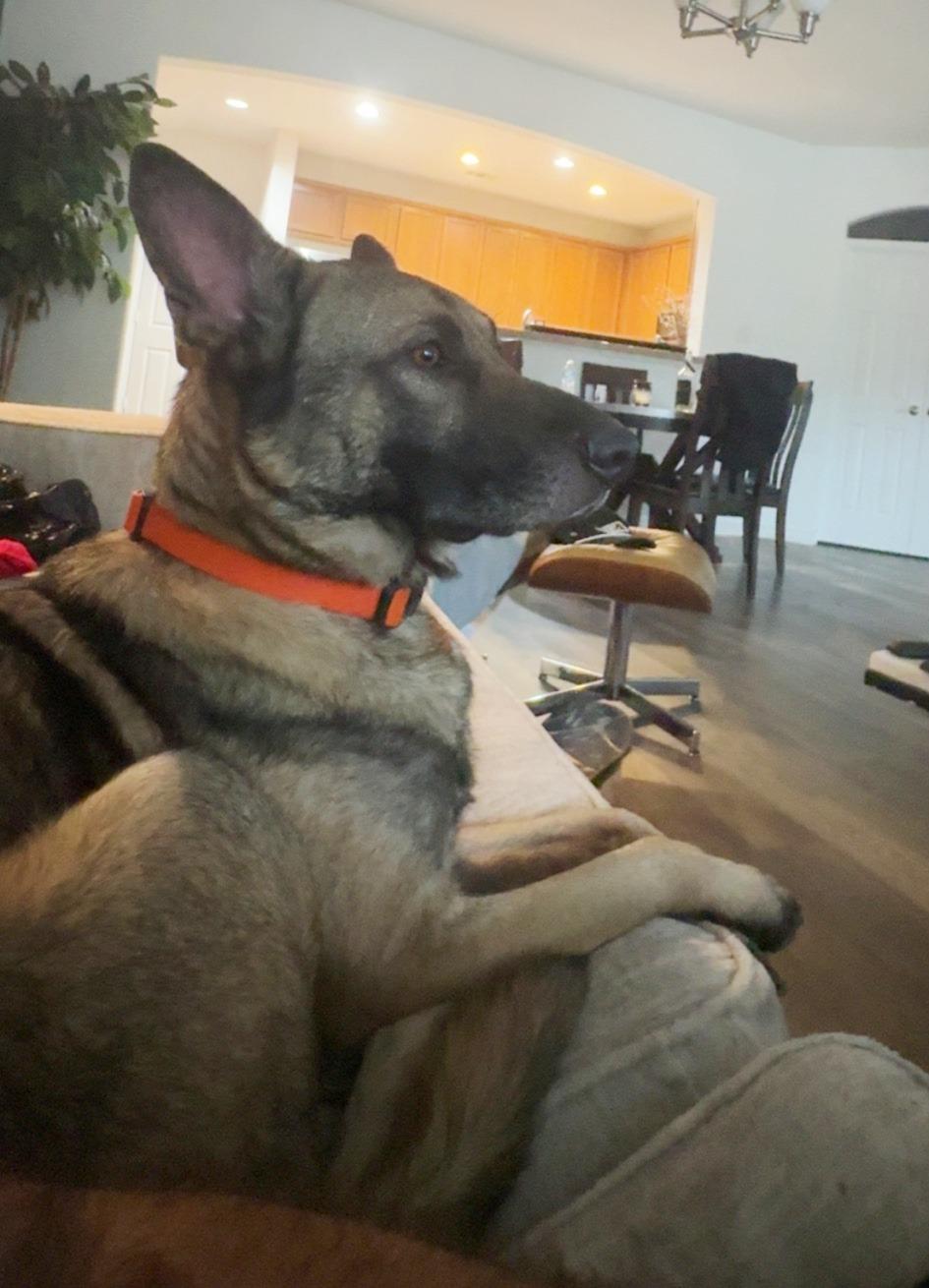 Enlarge Rocco, a Adoptable German Shepherd Dog in Dallas, TX image 3/6