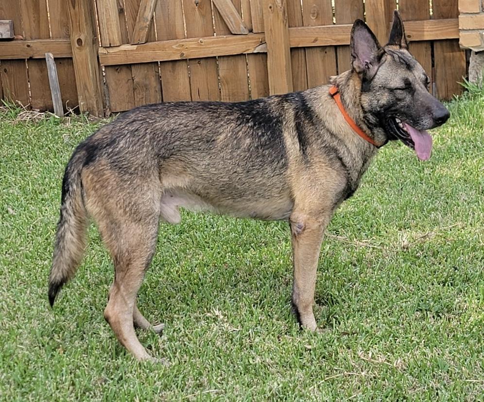 Enlarge Rocco, a Adoptable German Shepherd Dog in Dallas, TX image 1/6
